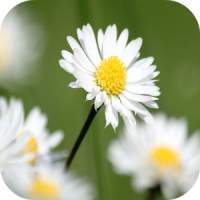 Daisy Wallpapers