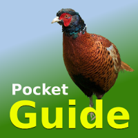 Pocket Guide UK Game