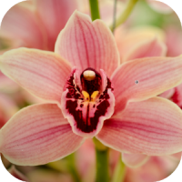 Orchid Wallpapers