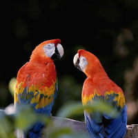 Parrot Live Wallpaper