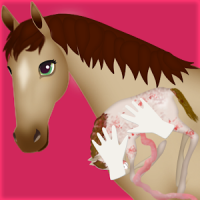 Pferde schwanger Chirurgie 2