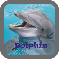 ondo de pantalla de delfines