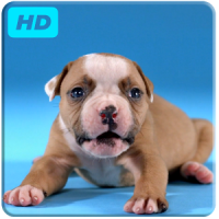 Puppies Live Video Wallpaper