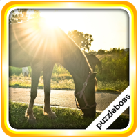 Jigsaw Puzzles: Horses