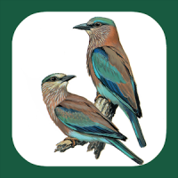 Birds of Europe & Palearctic