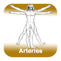 Anatomy - Arteries