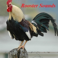 Rooster Sounds