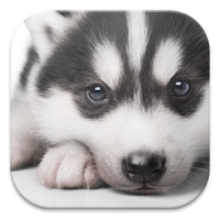 Husky Puppy Live Wallpapers
