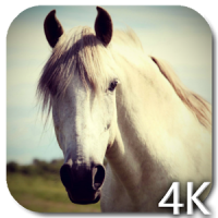 Pferd 4K Live-Hintergründe