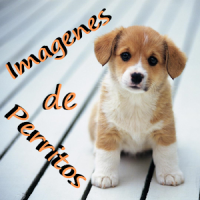 Imagenes de perritos