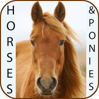 Horse breeds and pony guide