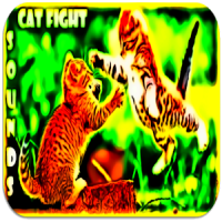 बिल्ली लड़ाई ध्वनि