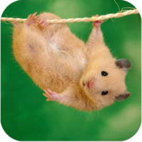 Imagenes Hamster HD