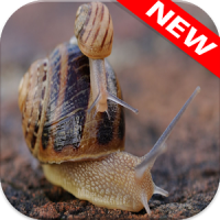 Snail Wallpapers