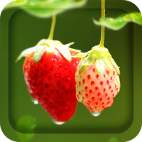 Red Strawberry Live Wallpaper