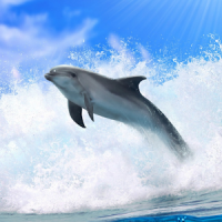 Dolphins 3D. Live Wallpaper.