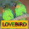 Master Kicau Lovebird