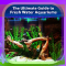 Guide to Freshwater Aquariums