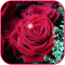 Rose Flower Wallpaper Live HD