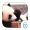 Cute Panda Locker Live Theme