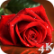 Red Rose 4K Live Wallpaper