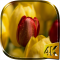 Tulips 4K Live Wallpaper