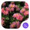 Flowers|APUS Launcher theme