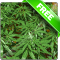 Ganja Free live wallpaper