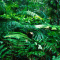 live rainforest wallpapers