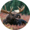 Moose (Animal) Sounds