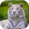 White Tiger Live Wallpaper