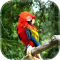 Parrot Live Wallpaper