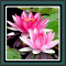 Live Wallpapers – Lotus