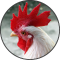 Funny Chicken Rooster Sounds
