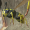 Wasp Nest Simulator