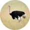 Ostrich and Emu Sounds