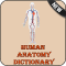 Human Anatomy Dictionary