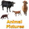 Animals Name and Pictures for Kids