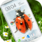 Ladybug in Phone Funny joke