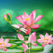 Lotus Live Wallpaper