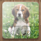 Dog Puzzle Games Free
