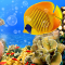 Aquarium Live Wallpaper Fish Tank Background