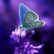 Butterflies Live Wallpaper Moving Butterfly