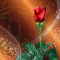 Roses Live Wallpaper Rose Backgrounds