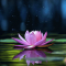 Magical Lotus Live Wallpaper