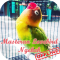 Masteran Lovebird Ngekek