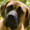 Mastiffs Wallpapers