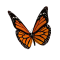 Animated 3D Butterfly